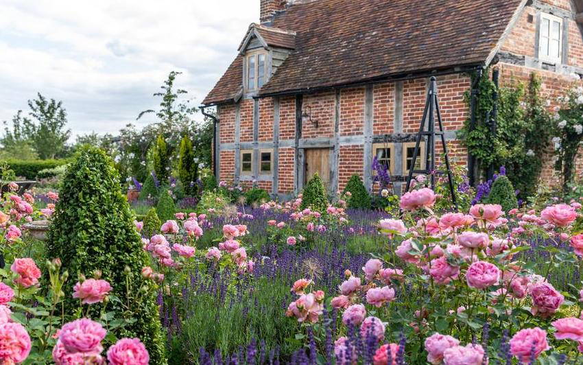 A Garden Rose that looks like a peony - French Country Cottage