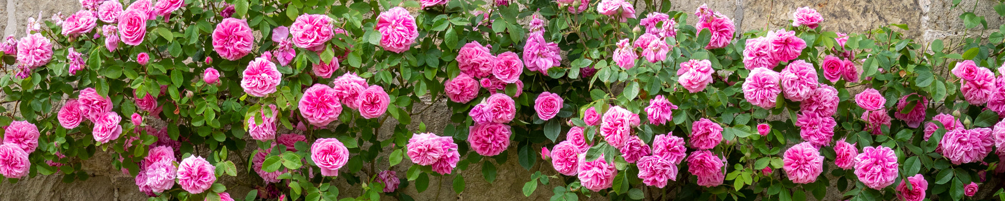 Climbing And Rambling Roses | David Austin Roses