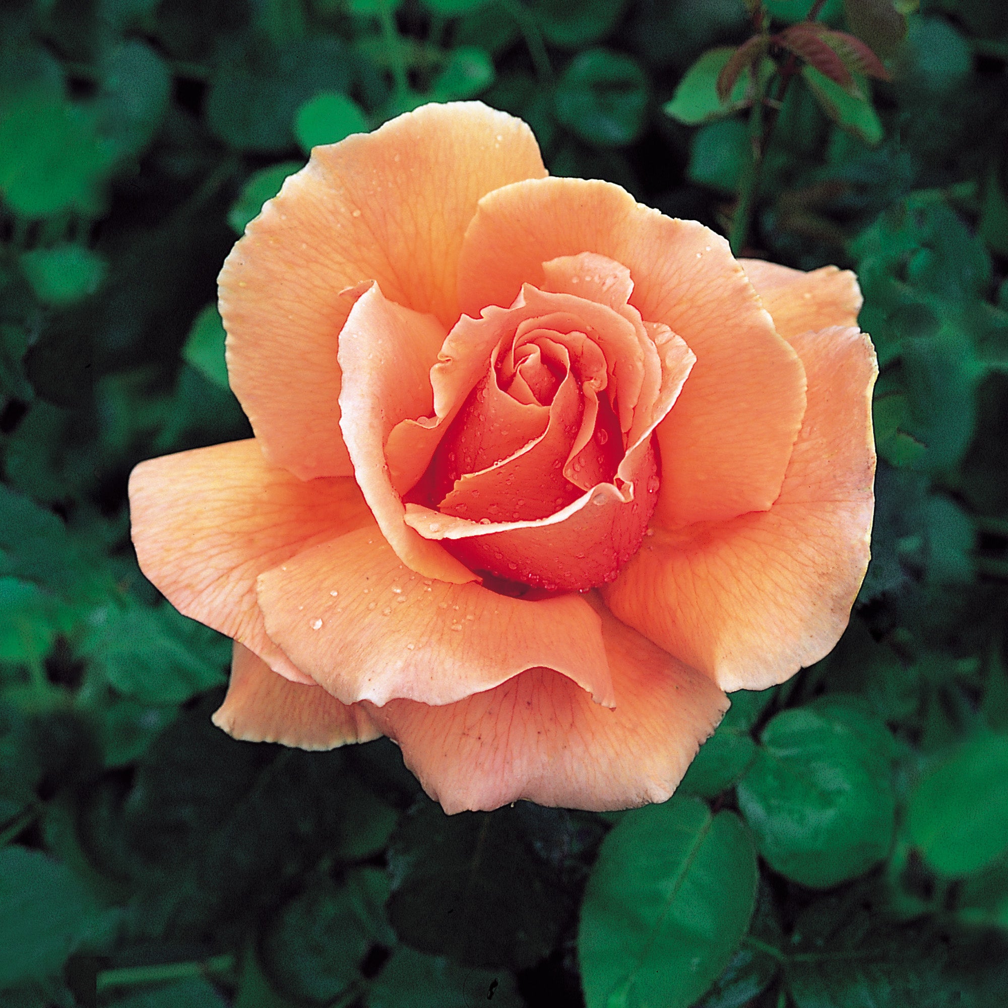 Tea rose, plant