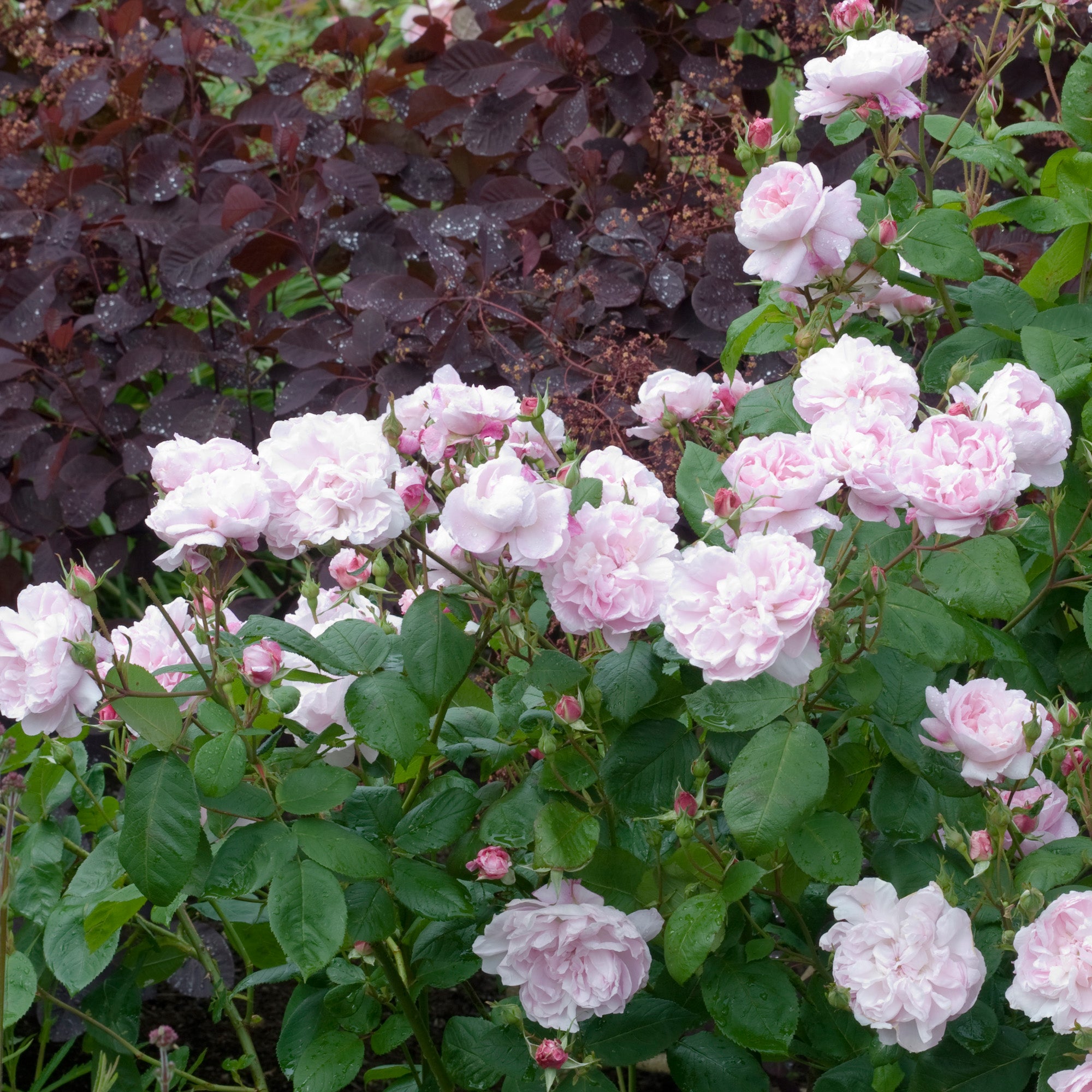 Fantin-Latour Rose  Types of roses, Rose, Heritage rose