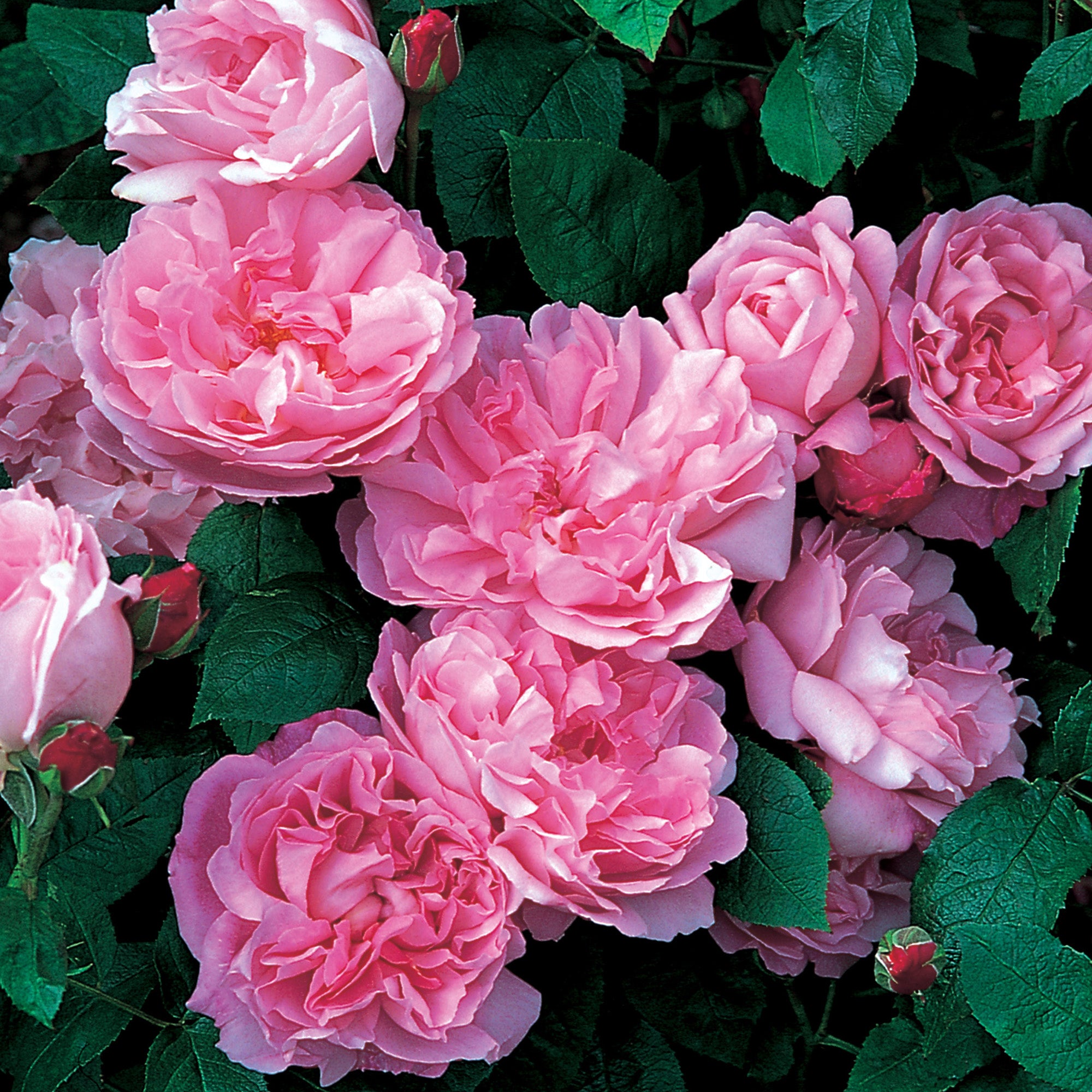 Shrub Austin Roses | Rose David | Mary Rose English