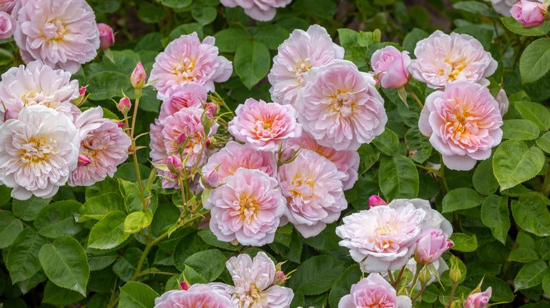 Get to know Elizabeth® (Ausmajesty): Three ways to showcase this majestic rose