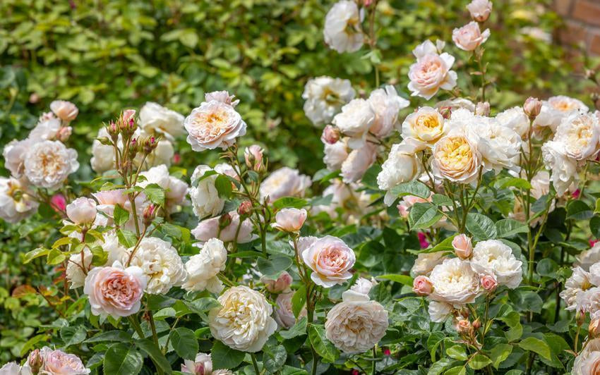 Transform your garden with bountiful borders: Explore our new rose bundles