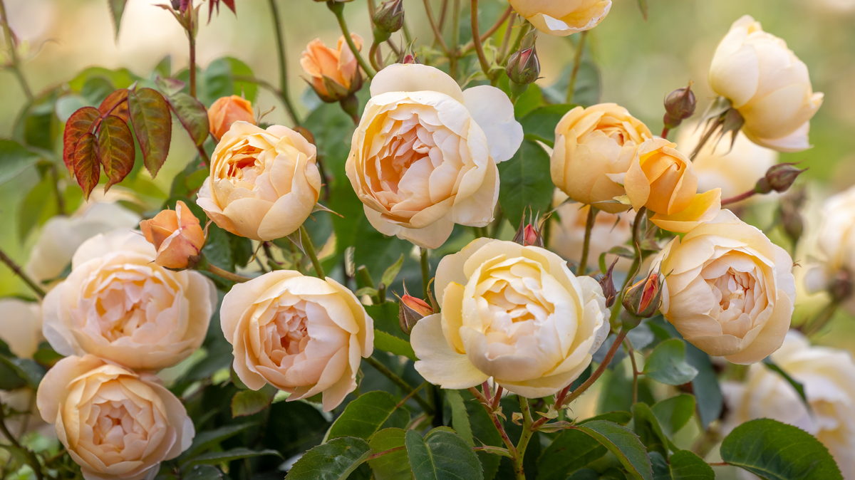 Dannahue Apricot English shrub rose