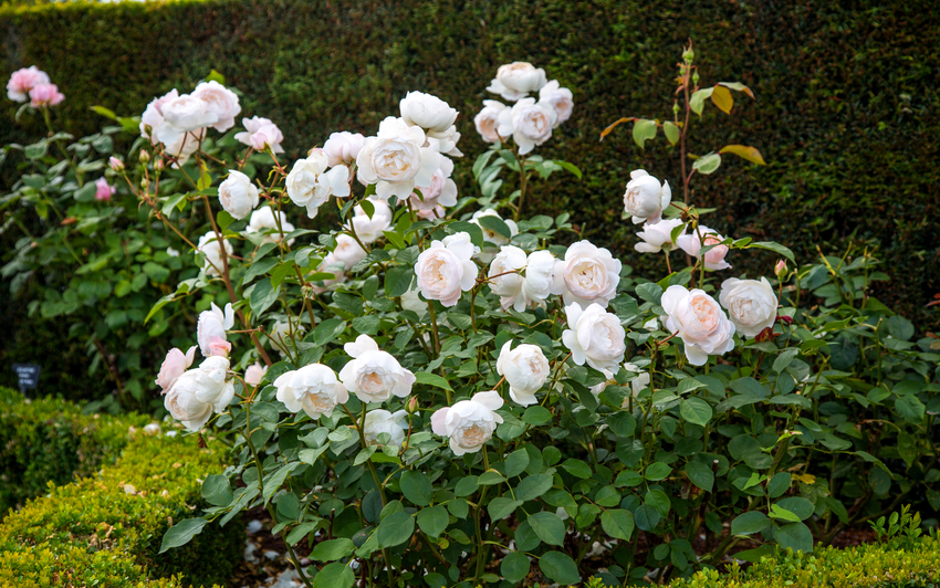 A theatre of roses