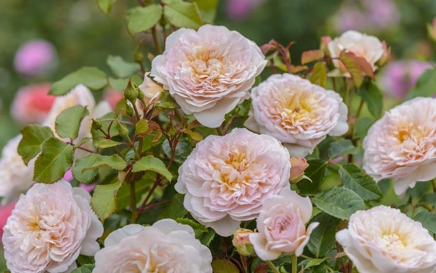 David Austin Roses' Literary Collection of English Roses