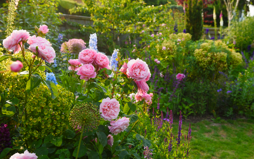 Eustacia Vye, pink English shrub rose, in a mixed border with plale delphiniums