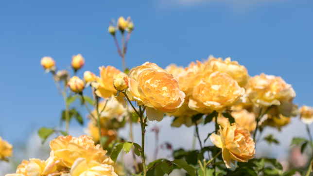 The basics of rose care - Molineux (Ausmol) in the sun