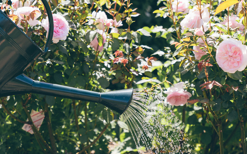 How to water a rose