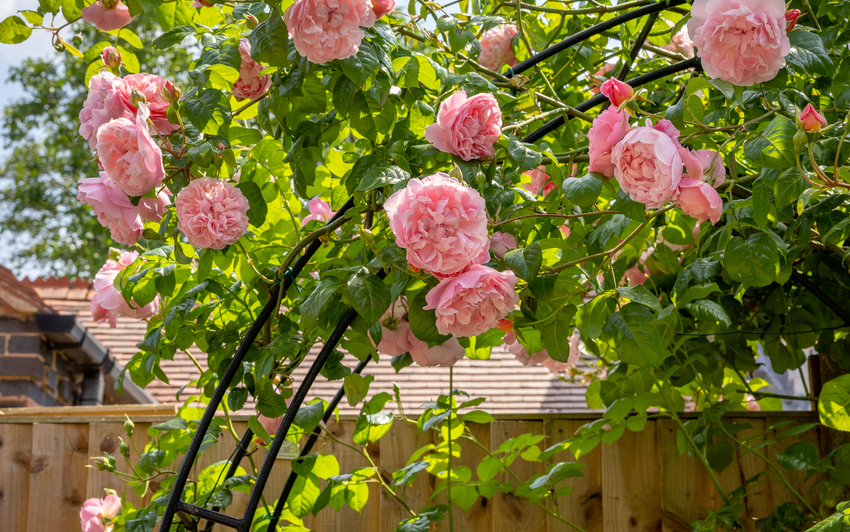 Strawberry Hill - English climbing rose on a black arch