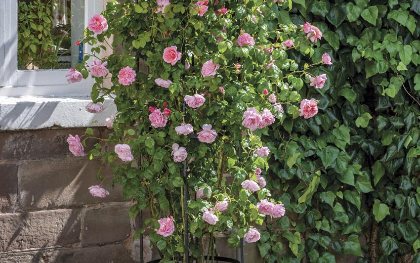 Planting climbing and rambling roses in pots