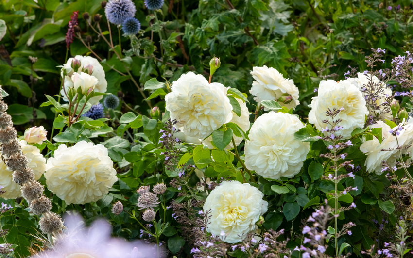 Planting Elegant White English Roses