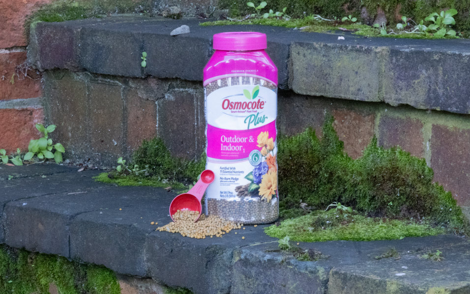 How to feed your English roses with Osmocote® Smart-Release® Plant Food Plus