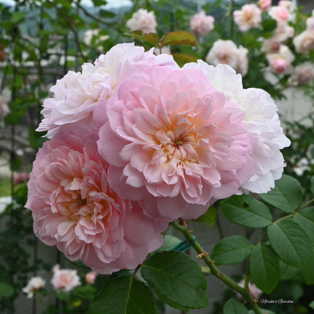 Elizabeth | English Shrub Rose | David Austin Roses