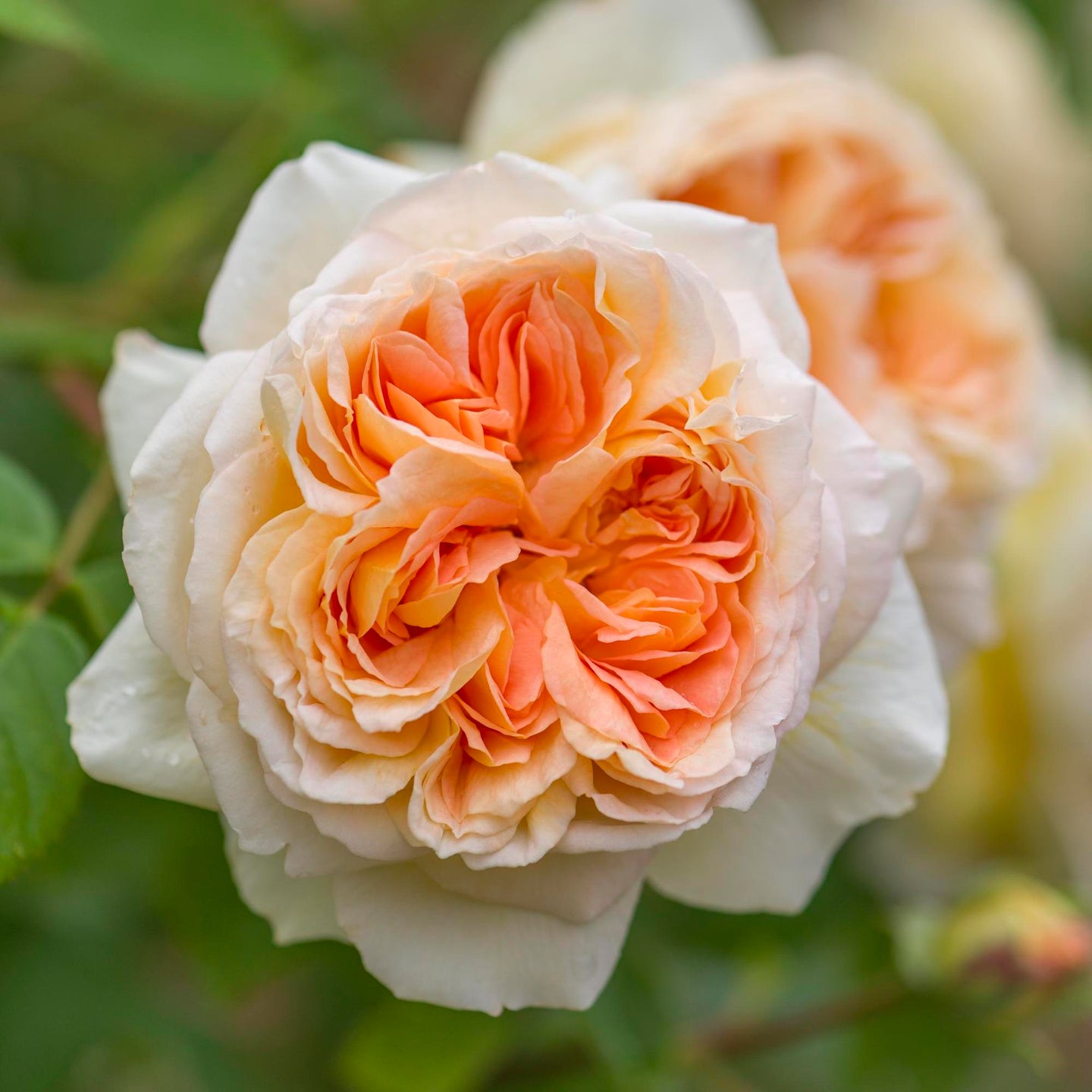 Bathsheba - David Austin Roses