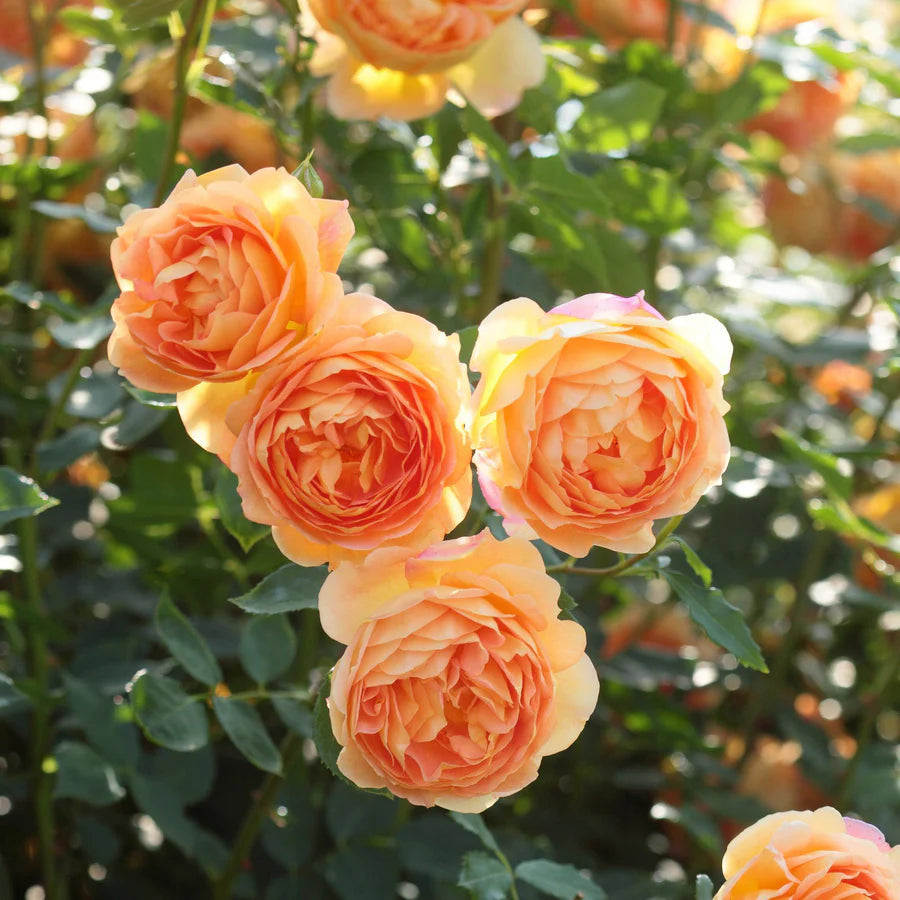 English Rose Hedge Bundle