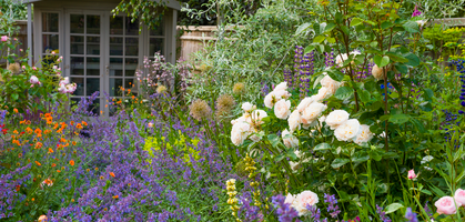 David Austin Roses - Bare root roses, Container roses, English Roses