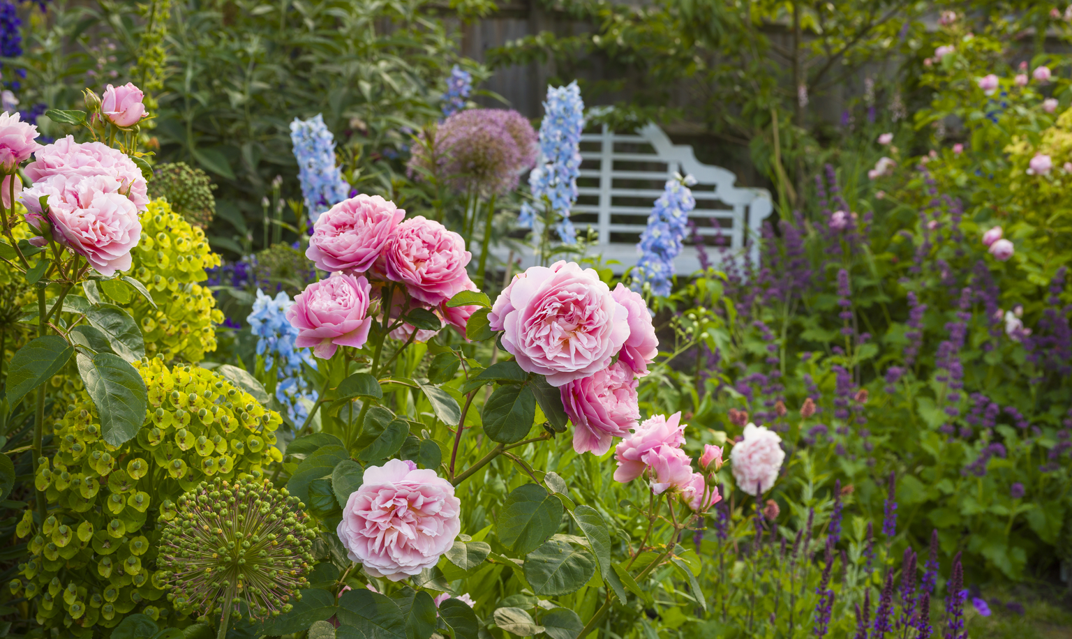 David Austin Roses - Bare root roses, Container roses, English Roses