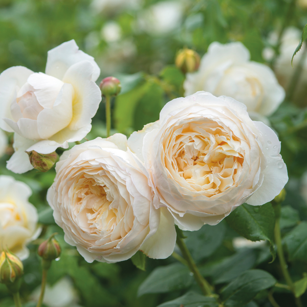 Roses Suitable for Zones 8 to 9 - David Austin Roses