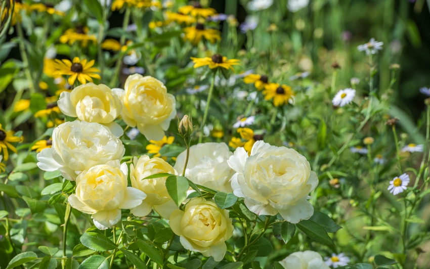 Rosa_Vanessa_Bell_and_Rudbeckia_fulgida