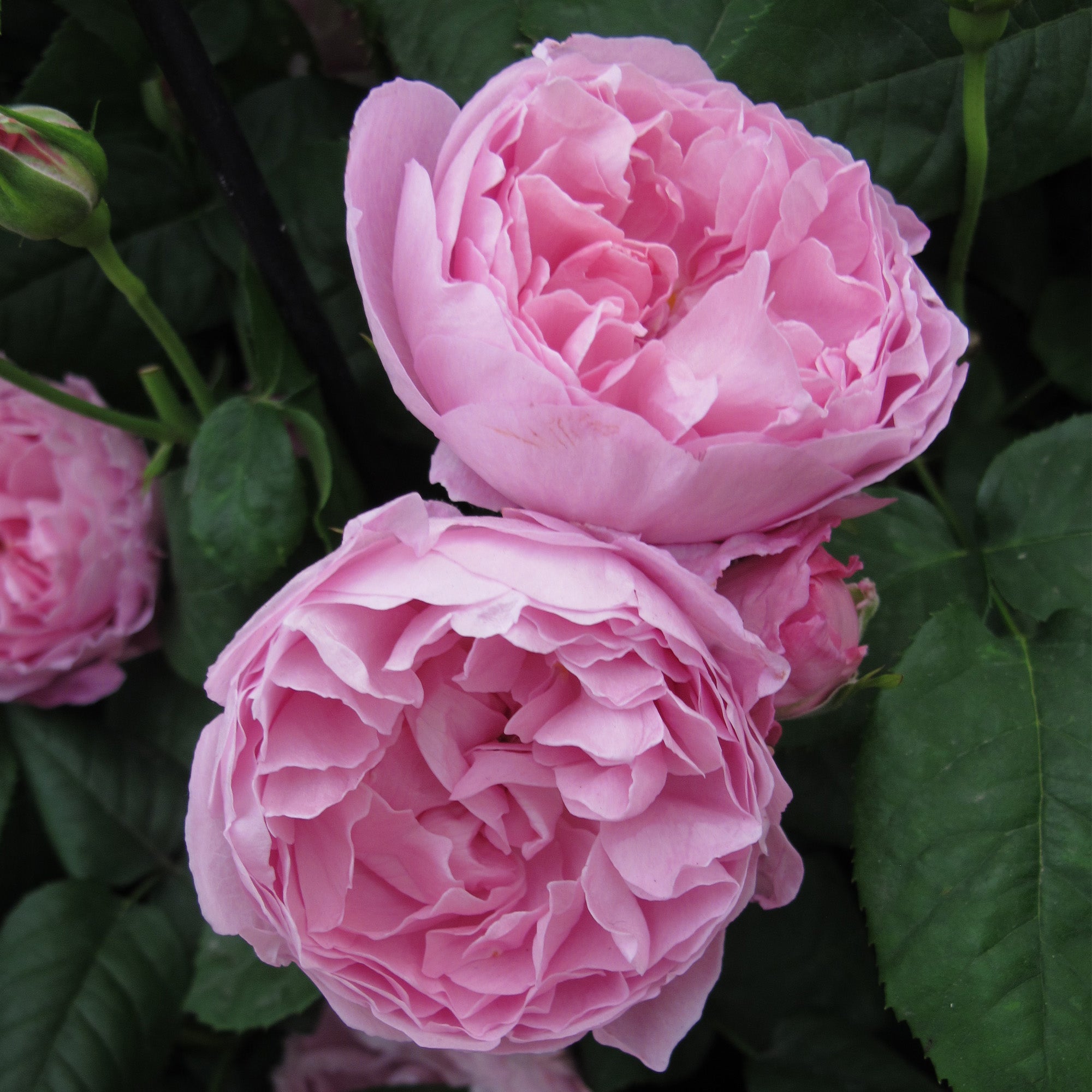 Rose Shrub | English Rose | Mary Austin David Roses