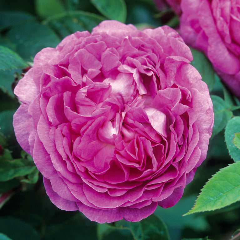 Reine des Violettes | Old Rose | David Austin Roses