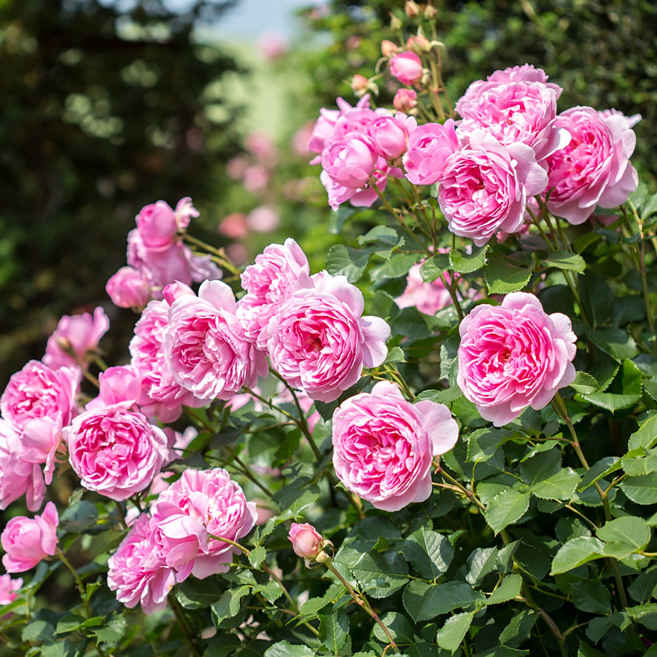 Maid Marion | English Shrub Rose | David Austin Roses