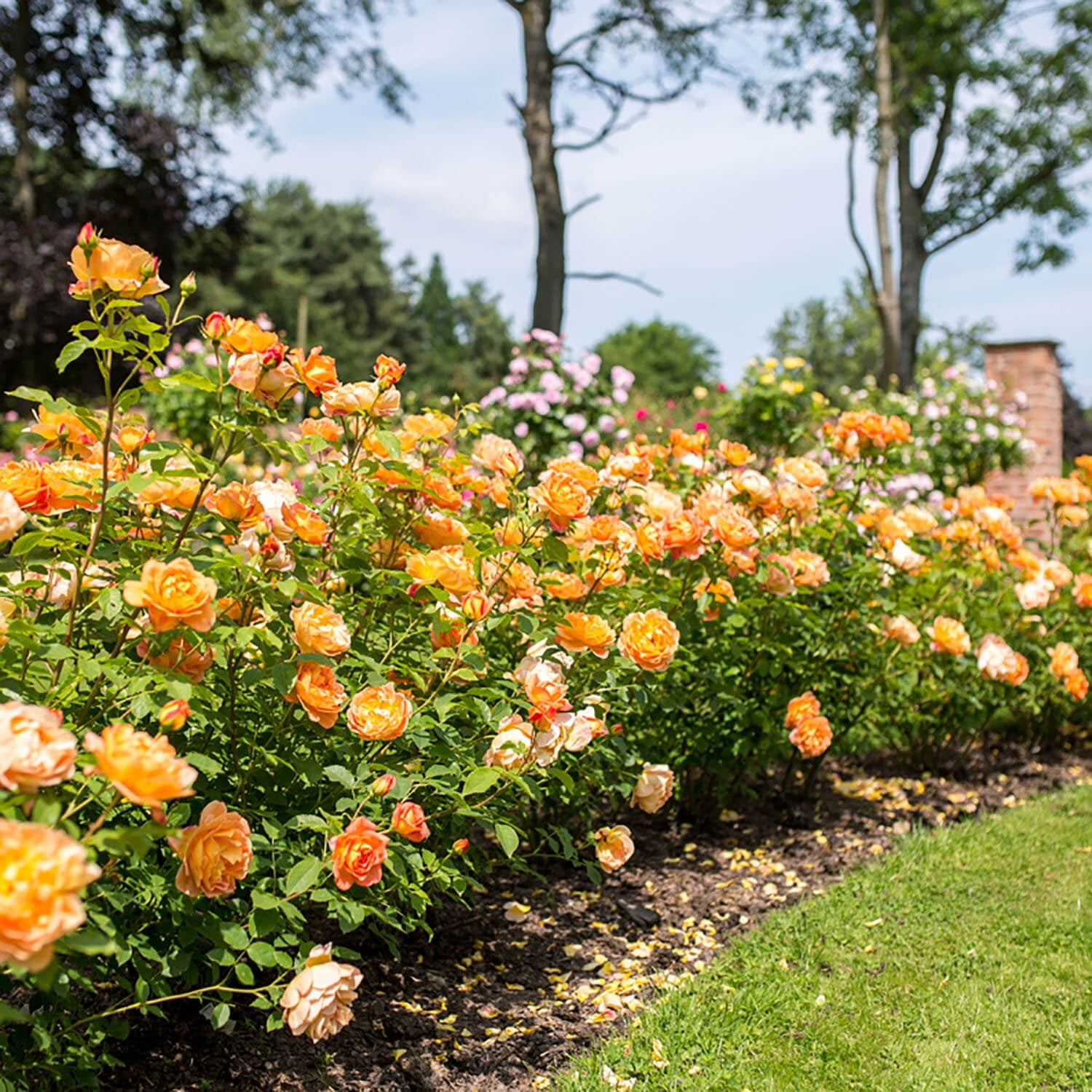 Lady of Shalott 5 Rose Hedging Bundle