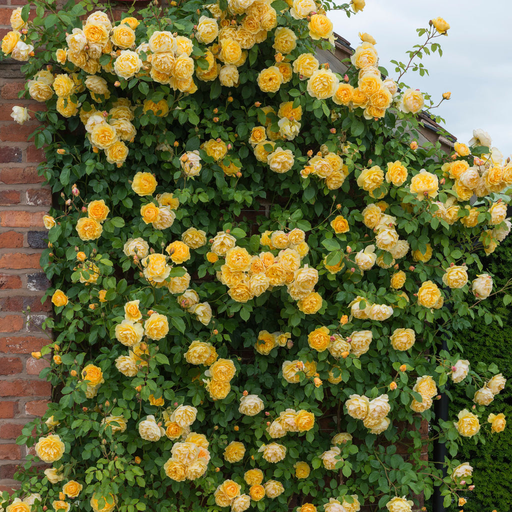 Graham Thomas | English Climbing Rose | David Austin Roses