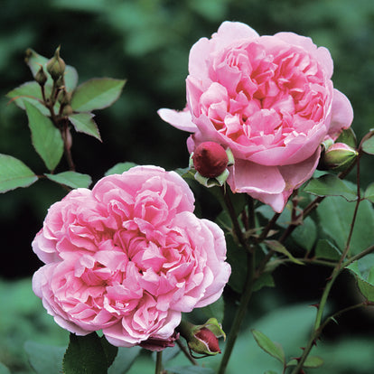 Sister Elizabeth | English Shrub Rose | David Austin Roses