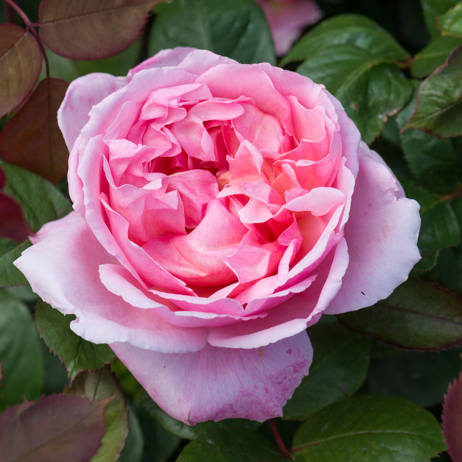 Brother Cadfael | English Shrub Rose | David Austin Roses