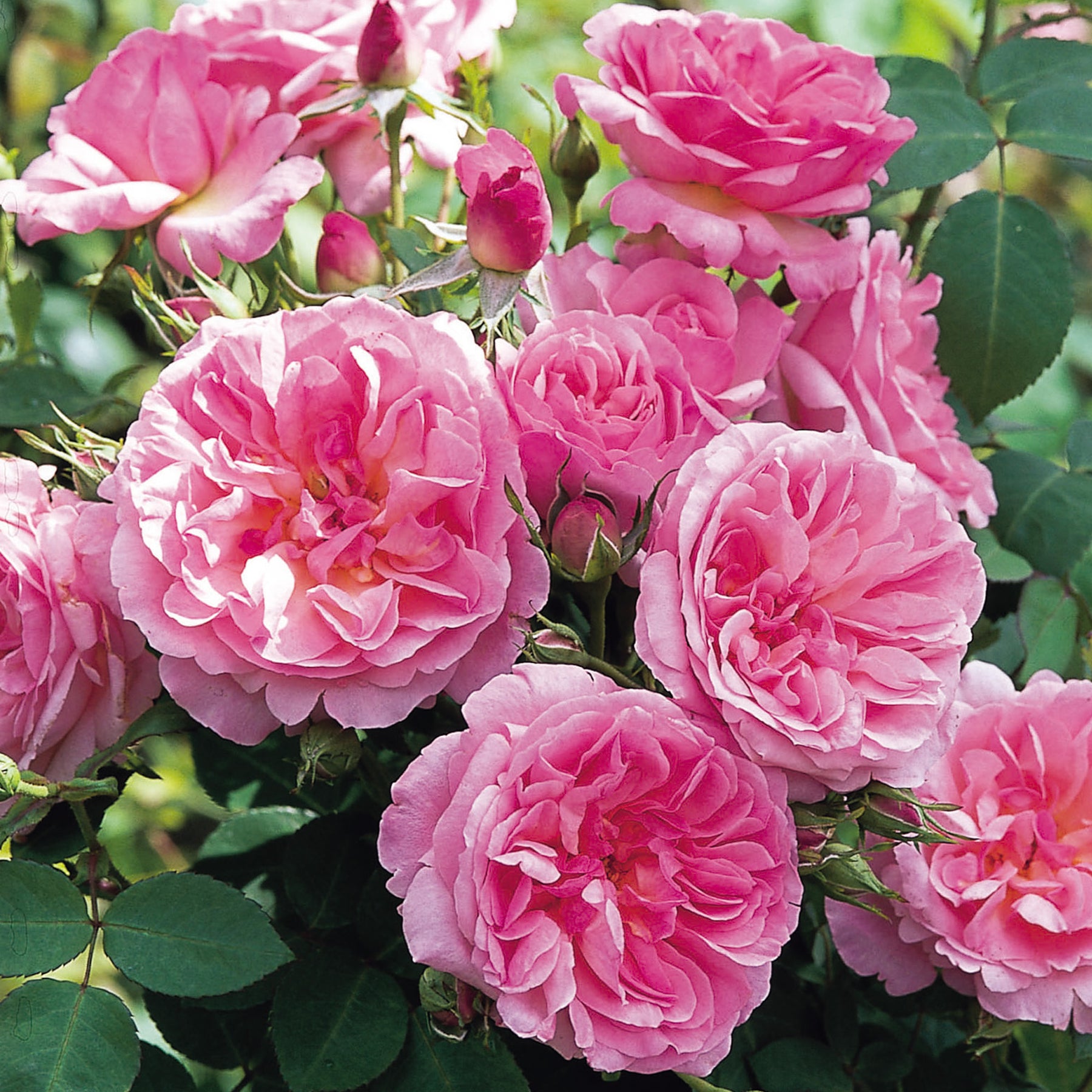 Hyde Hall | English Shrub Rose | David Austin Roses