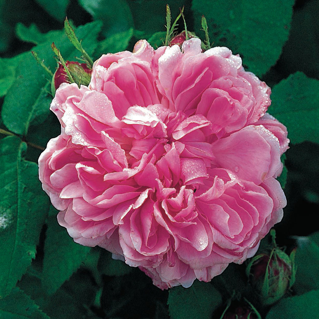 Jacques Cartier | Old Rose | David Austin Roses