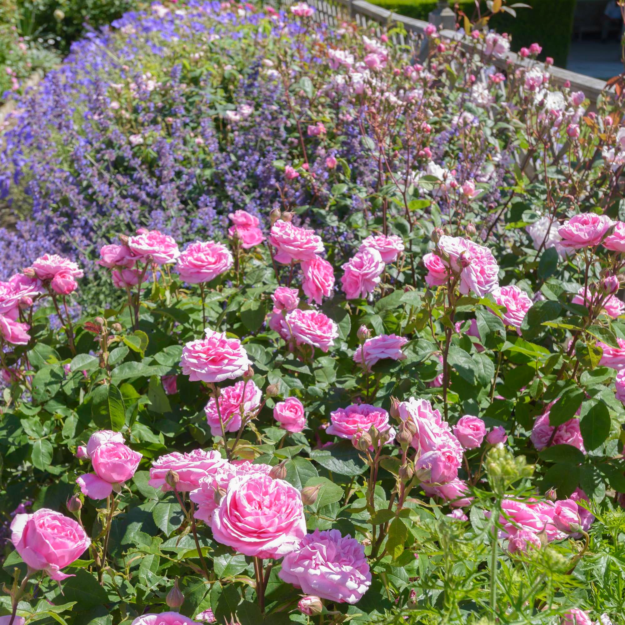 Gertrude Jekyll®