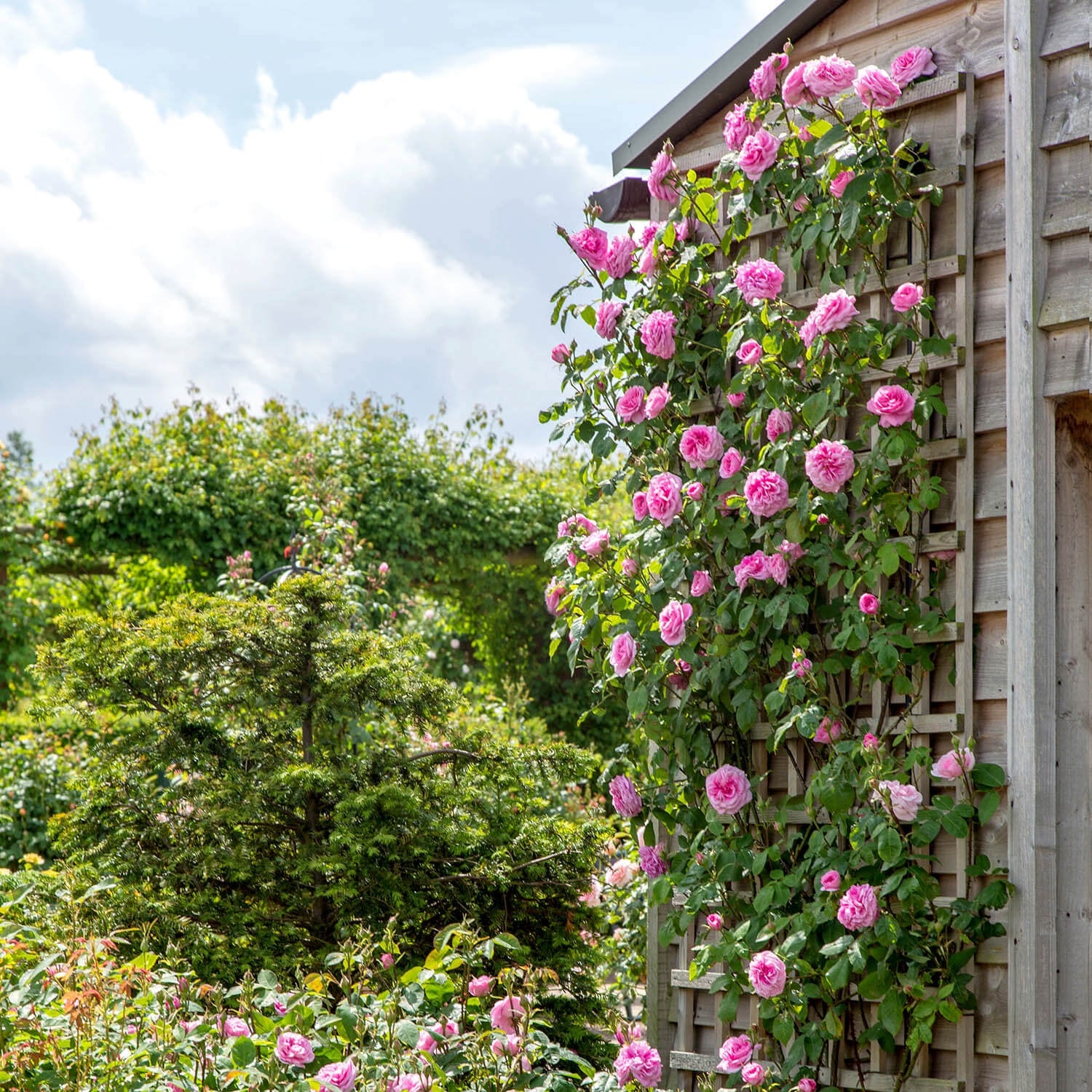 Gertrude Jekyll®