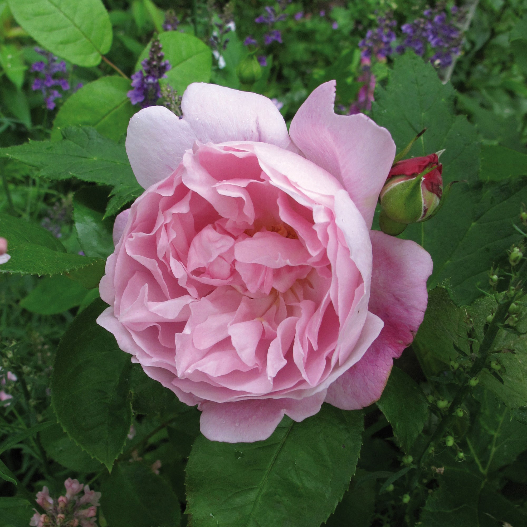 Mary Rose | English Shrub Austin David Rose | Roses