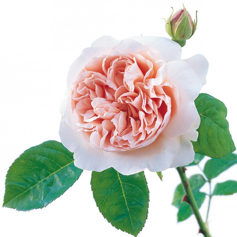 Ambridge Rose