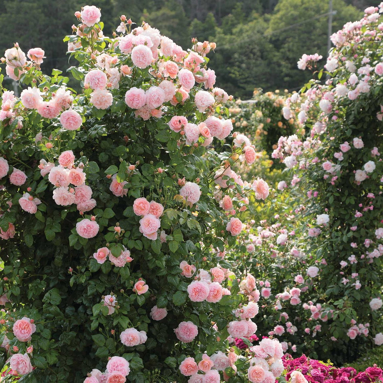 Strawberry Hill | English Climbing Rose | David Austin Roses