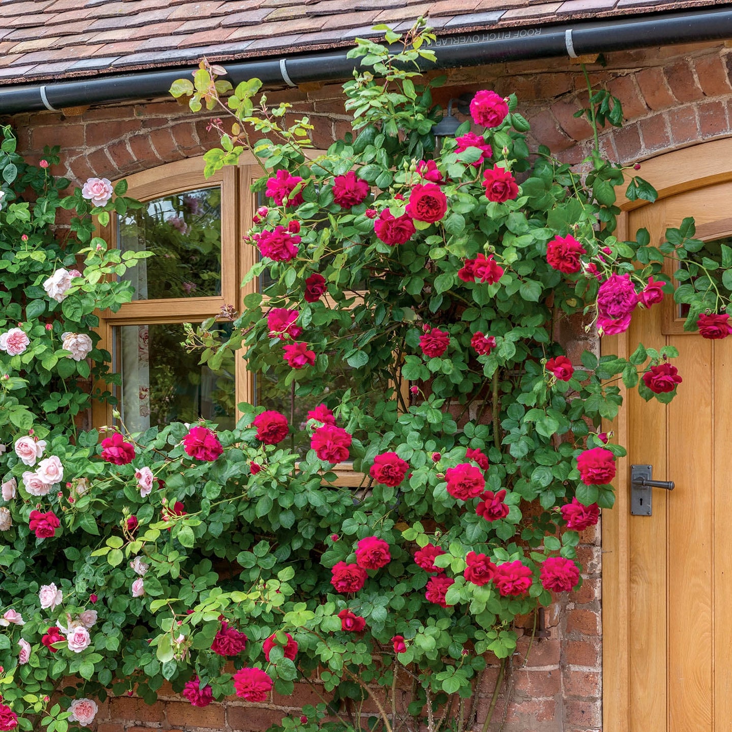 Tess of the d’Urbervilles | English Climbing Rose | David Austin Roses