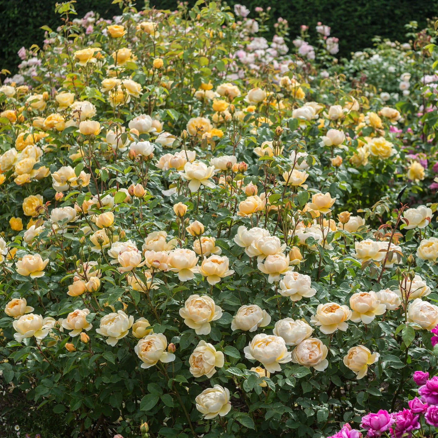 Jude the Obscure | English Shrub Rose | David Austin Roses