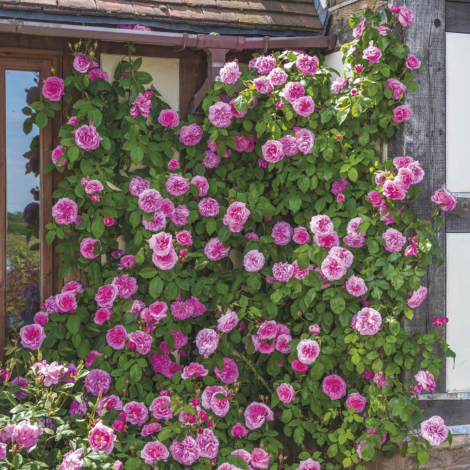 Gertrude Jekyll®