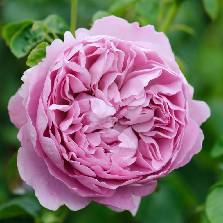 Charles Rennie Mackintosh | English Shrub Rose | David Austin Roses