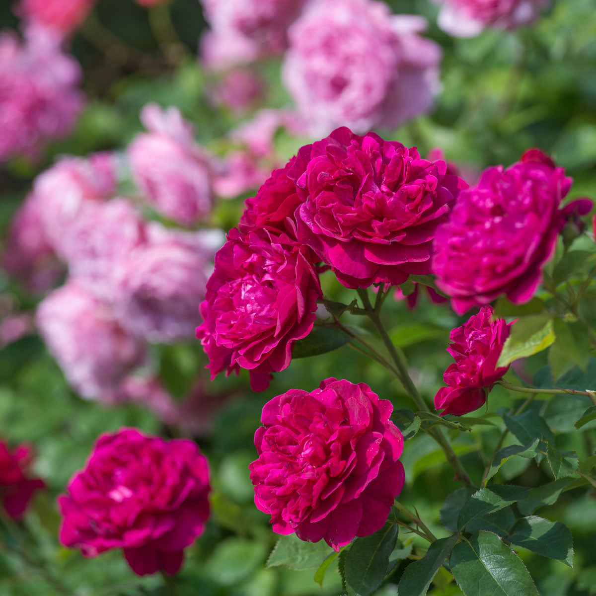 Darcey Bussell