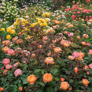 Lady Emma Hamilton | English Shrub Rose | David Austin Roses