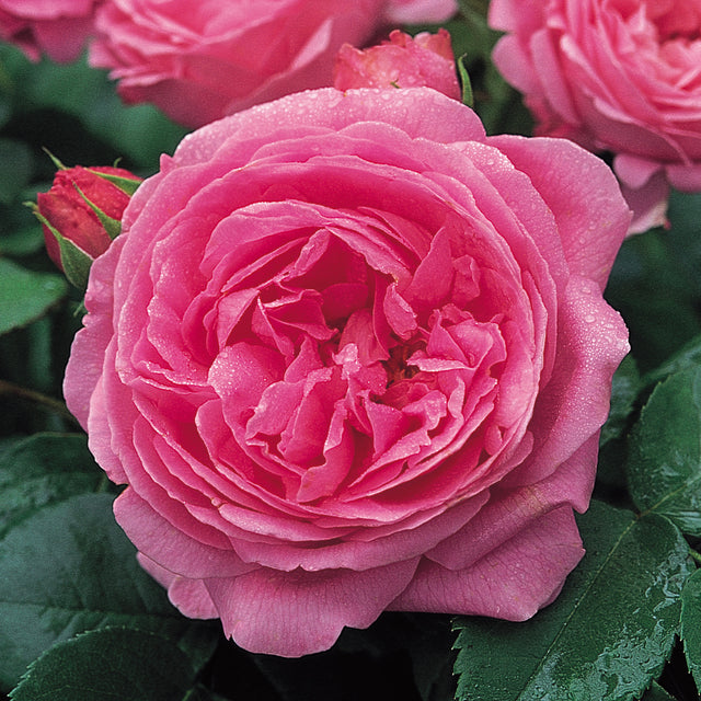 Louise Odier | Old Rose | David Austin Roses