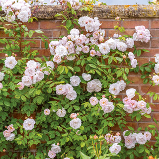 The Lady of the Lake | English Rambling Rose | David Austin Roses