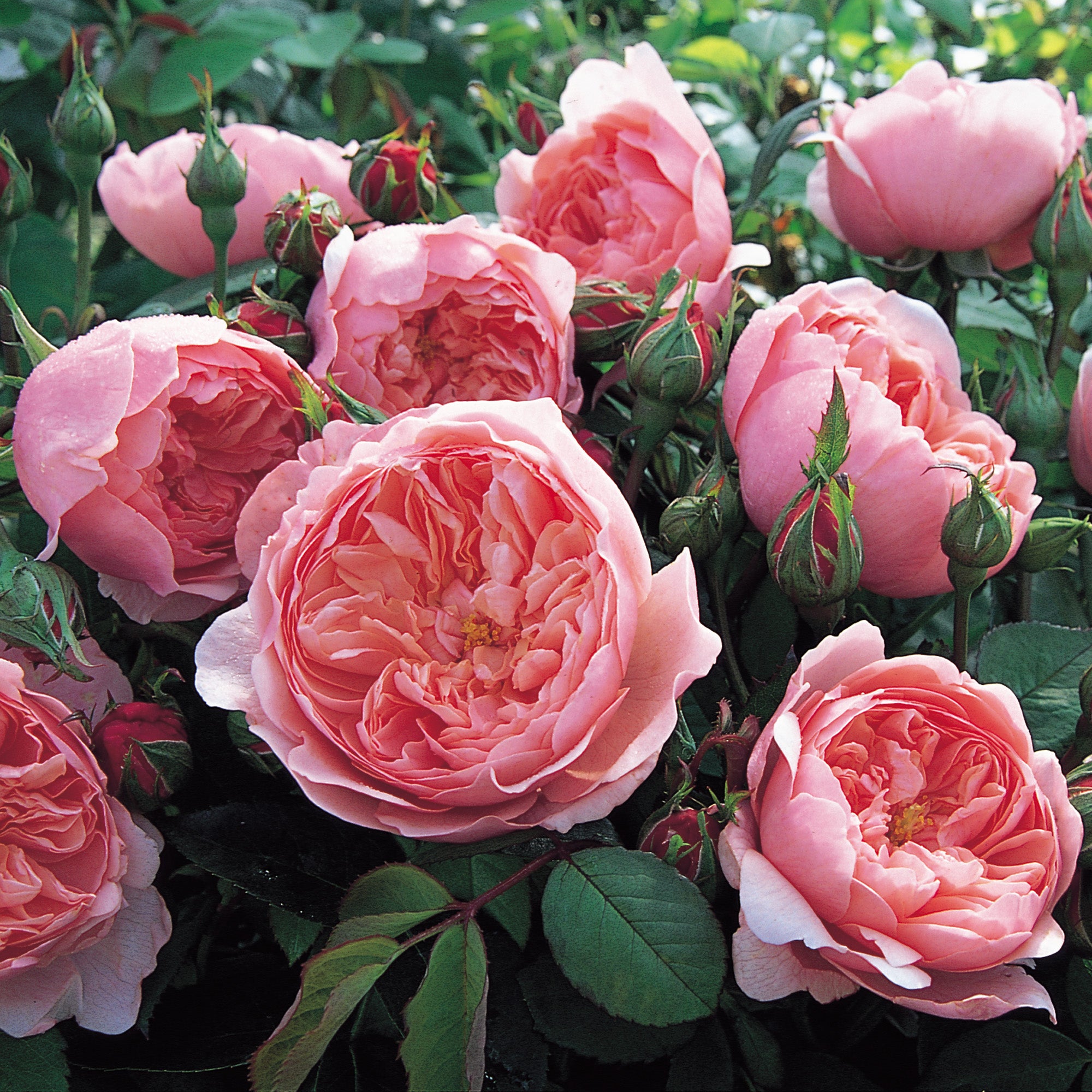 The Alnwick Rose®