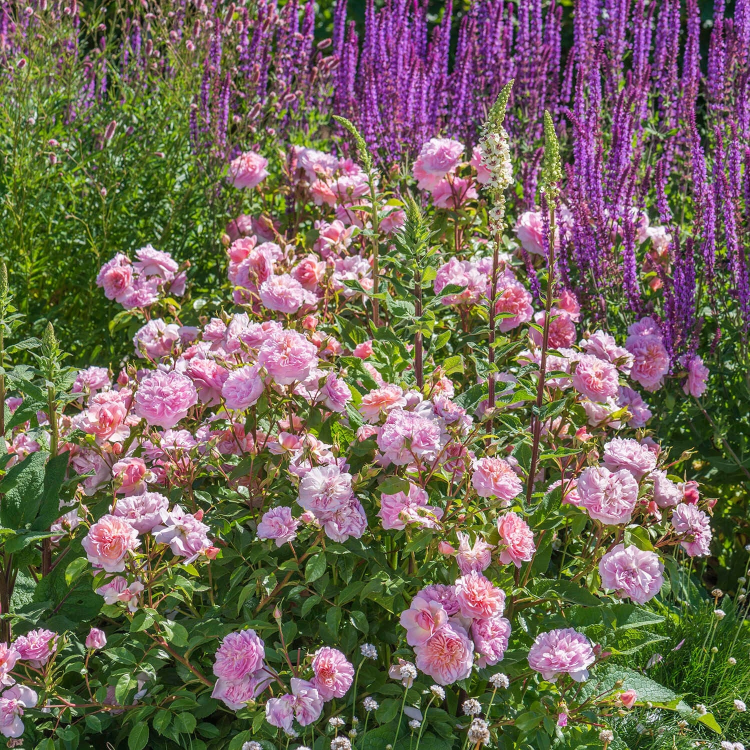 Anne Boleyn | English Shrub Rose | David Austin Roses