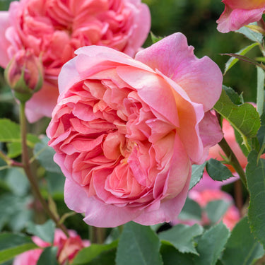 Boscobel | English Shrub Rose | David Austin Roses