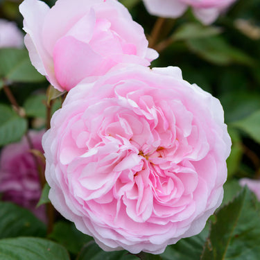 Olivia Rose Austin English Standard Rose | David Austin Roses